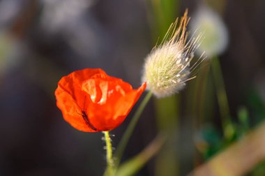 Parlak kırmızı gelincik yaprakları, rüzgarda sallanan yumuşak çimenlere karşı durarak güneş ışığını yakalar. Huzurlu bir kırsal alan, ilkbahar boyunca doğanın güzelliğini gözler önüne seriyor..
