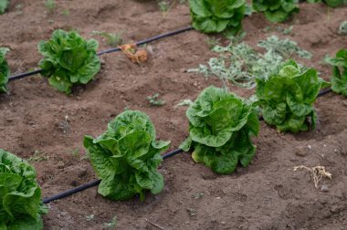 Yeşillik, canlı marul ağaçları verimli bir bahçede güneşi emiyor. Toprak zengin ve karanlık, verimli bir hasat için dikkatli yetiştirme ve büyümeye dikkat gösteriyor..