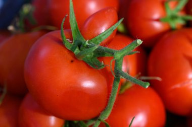 Taze toplanmış, sulu domatesler öğleden sonra güneş altında hareketli bir çiftçi pazarında canlı renkler sergiliyor.