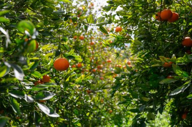 Canlı portakal ağaçlarıyla dolu yemyeşil bir meyve bahçesi, güneş ışığında sallanan meyveler. Meyve toplamak ve doğanın güzelliğini takdir etmek için mükemmel bir gün. Bu cömert ortam keşfi davet ediyor.