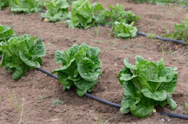 Sıcak yaz güneşi altında canlı romaine marulları hevesle büyür. Toprak zengin ve nemli. Bahçe bereketli bir hasat vaat ediyor..