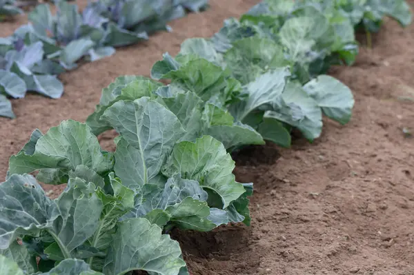 Saflar dolusu sağlıklı lahana bitkileri iyi bakılmış bir bahçede yemyeşil yaprakları yeni sürülmüş toprağa karşı sergiliyor. Büyüme ve hasat için mükemmel bir durum..