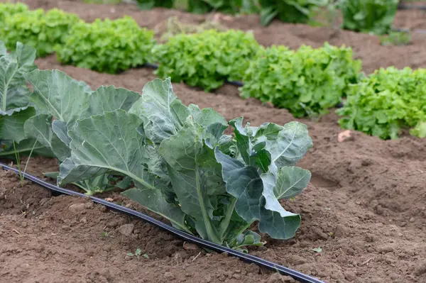 Çiçekli yeşil marul ve canlı lahanalar sıcak öğle güneşi altında iyi sürülmüş toprakta gelişir. Kırsal kesim huzur ve besin yayar..