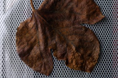 Güzel desenli kurumuş bir yaprak, yukarıdan gelen sıcak doğal ışıkla aydınlanan bir ağ yüzeyinde nazikçe yatar..