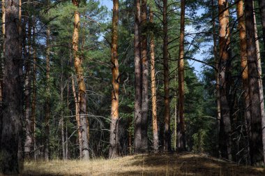 Uzun çamlar arasında altın ışık dans eder. Orman sakin bir öğleden sonra sessiz bir uyum içinde uyanır..