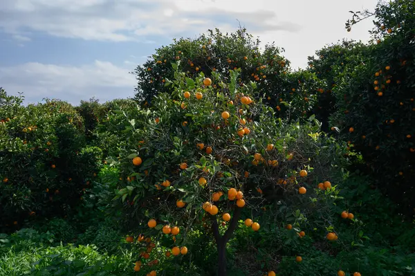 Olgunlaşmış portakallar yemyeşil ağaçlardan sarkır, yumuşak güneş ışığıyla yıkanır, sakin bir çiftlik ortamı sergilerler..