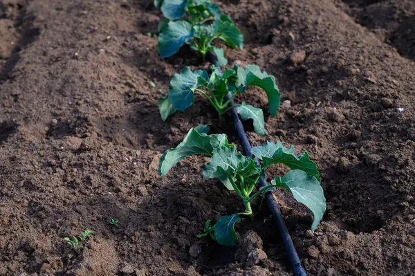Sağlıklı yeşil fideler, suyu verimli bir şekilde yöneten, yakınlardaki bir damlama sulama sistemi tarafından beslenen zengin toprağı delip geçer..