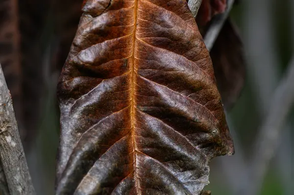 Kurumuş kahverengi bir yaprağın yakın çekimi doğanın mevsimsel değişimlerinin güzelliğini yansıtan detaylı dokuları vurguluyor..