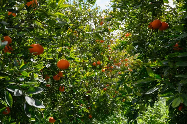 Canlı portakal ağaçları, olgun meyvelerle dolu, güneşli bir korulukta gelişir. Güneş ışığı yeşil yaprakların arasından süzülerek bu bereketli hasat alanının güzelliğini arttırır..