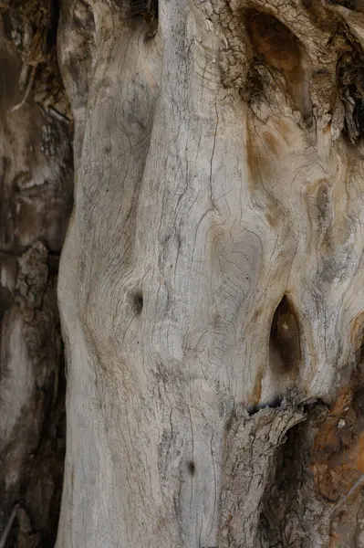 Tarihle dolu sakin bir doğal ortamda aşınmış ahşabın karmaşık desenlerini ve dokularını araştırıyorum..