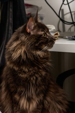 Yumuşak bir kedi evdeki dağınık bir masanın yanında otururken tuhaf bir şekilde etrafını inceliyor..