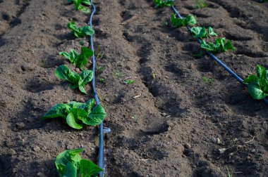 Canlı yeşil marul ağaçları, öğleden sonra güneşinin altında iyi sürülmüş toprakta gelişerek taze bir hasat vaat ediyor..