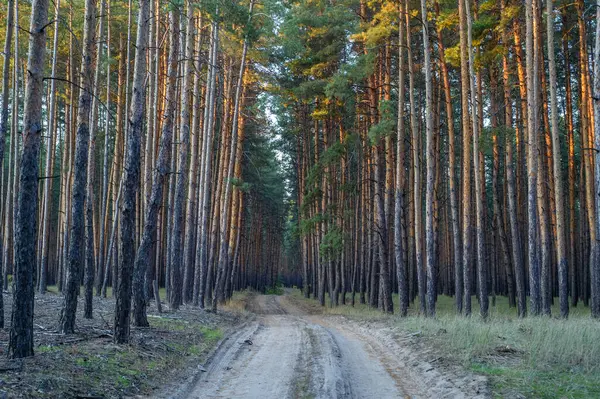 Güneş ışığı, uzun çam ağaçlarının arasından süzülür, sessiz bir toprak yolda ılık renkler bırakır, sakin ormanda kıvrılır..
