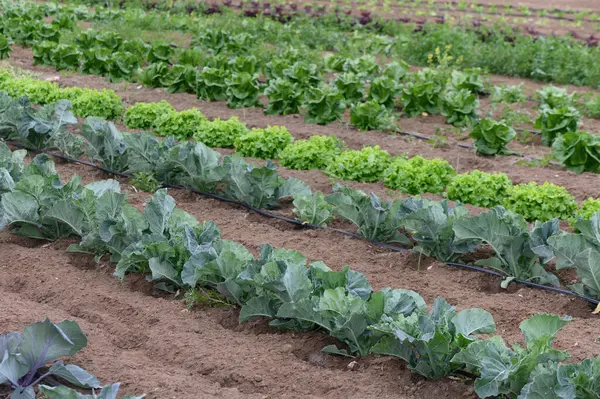 Bereketli bir tarlada bol miktarda taze sebze sergileniyor, yemyeşil marul ve sağlıklı lahana sergileniyor, ılık güneşin altında gelişiyor..