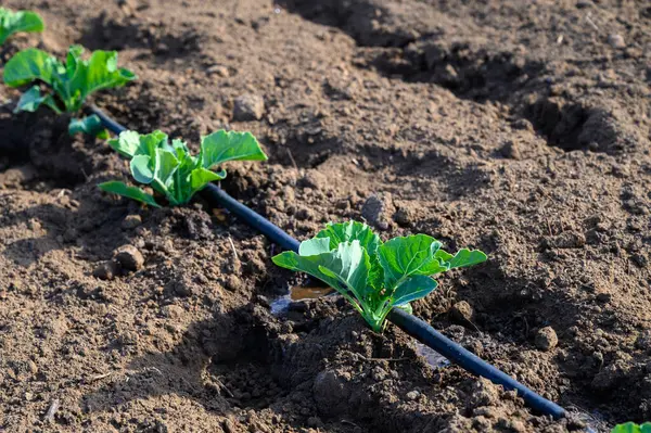 Lahana bitkileri büyür, sulamayla beslenir, sabah güneşinin altında verimli hasatlar vaat ederek zengin topraklarda..