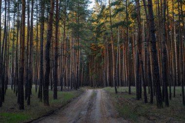 Gün sakin bir akşam ışıltısına dönüşürken, yükselen çam ağaçları arasında dolambaçlı toprak bir yol uzanıyor..