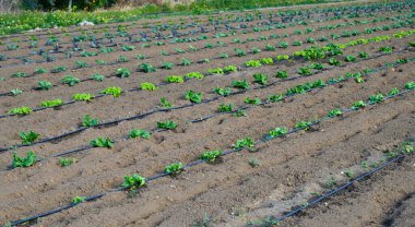 Parlak yapraklı sıra sıra yapraklar zengin topraklarda serpilmiş güneşli bir günde ılık bahar güneşinin tadını çıkarıyorlar..