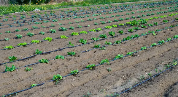 Parlak yapraklı sıra sıra yapraklar zengin topraklarda serpilmiş güneşli bir günde ılık bahar güneşinin tadını çıkarıyorlar..