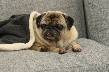 Bir pug, rahat bir battaniyeye sarılı, rahat bir şekilde yumuşak gri döşemede dinlenen huzurlu bir anın tadını çıkarır..