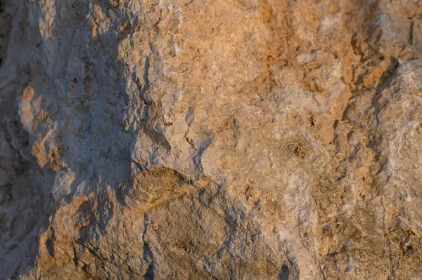 Dokulu bir kaya yüzeyi karmaşık desenleri ve yumuşak günbatımı ışığıyla aydınlatılan ılık toprak tonlarını ortaya çıkarır..