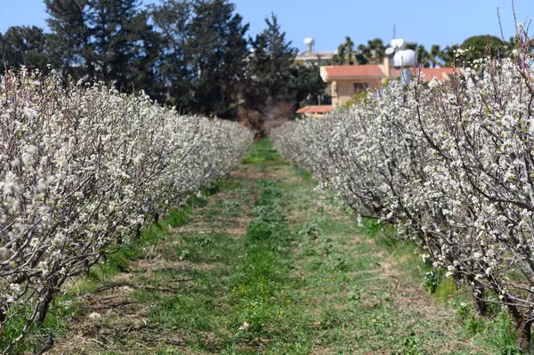 Tam çiçek açmış armut ağaçları... Parlak bir bahar gününde huzurlu bir yol... Doğanın güzelliğini gözler önüne seriyor..
