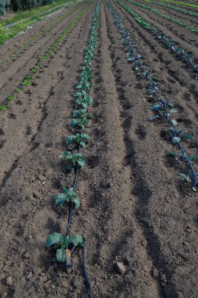 Taze yeşil sebze bitkileri düzenli olarak yetişir. Güneşli bir tarlada, damlaların sulama sistemiyle beslenirler..