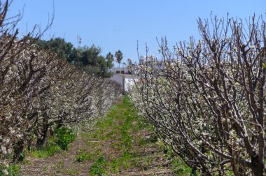 Çiçek açan ağaçlar, ziyaretçileri doğanın güzelliğini keşfetmeye çağıran sakin bir yol çiziyor..