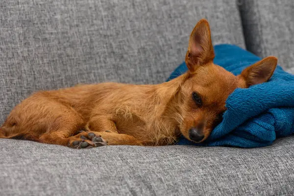 Küçük kahverengi bir köpek, huzurlu bir kanepede başını huzurlu bir yerde, rahat bir battaniyeye yaslayarak uyukluyor..