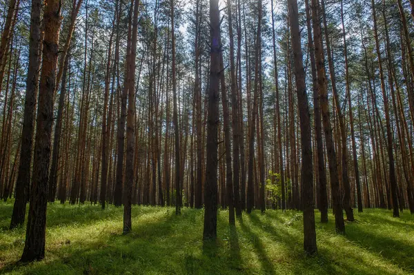 Güneş ışınları gölgeliği delip geçer, yemyeşil ormanda huzurlu bir ortam yaratır..