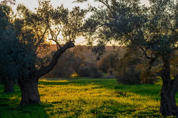 Kırsalda akşam vakti yaklaşırken altın ışık, eski zeytin ağaçlarının altında yemyeşil çimenleri yıkıyor..