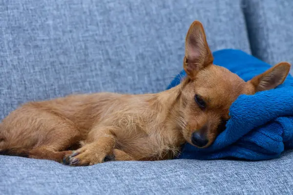 Küçük bir köpek, kafasını gri bir kanepede yumuşak mavi bir battaniyenin üzerinde dinlendirirken huzurlu bir şekerlemenin tadını çıkarır..