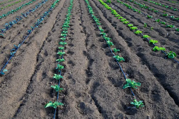 Bereketli yeşil bitkiler düzenli sıralarda büyür, sıcak güneş ışığı altında iyi korunmuş bir tarım alanında güneşlenirler..