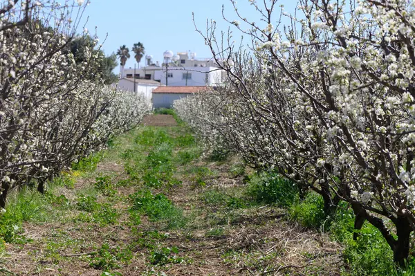 Beyaz çiçeklerle dolu sıra sıra açan ağaçlar baharda güneşli bir meyve bahçesinde dingin bir yol oluşturur..