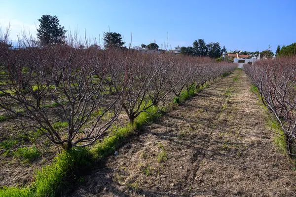 Durgun ağaçlarla dolu sakin bir bahçe günün ilk ışıklarını karşılıyor, yaklaşan bahar yenilenmesini ima ediyor..