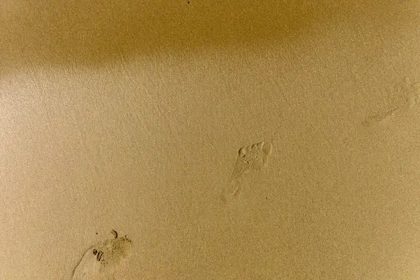 Yumuşak ayak izleri altın kumu işaret ediyor, sahil şeridinde gün batımının dinginliğinde yakalandı..