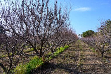Çıplak ağaçlardan oluşan sıra sıra sıra dizilmiş sakin bir patika, açık bir bahar gününde ılık güneş ışığıyla yıkanmış..