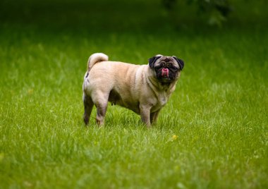Neşeli bir pug, açık mavi gökyüzünün altında sallanan kıvırcık kuyruğuyla yemyeşil çimlerin arasında koşar..