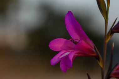Göz kamaştırıcı mor bir çiçek bulanık doğal bir arka plana karşı dimdik ayakta duruyor, akşam sükunetinin özünü, yumuşak güneş ışığıyla yakalıyor, yapraklarını aydınlatıyor ve içindeki gizli harikaları ortaya çıkarıyor..