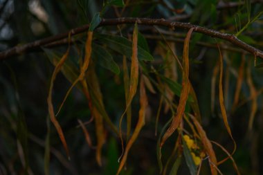 Uzun, ince yapraklar altın renginde ve yeşil yapraklar ince bir daldan sarkan. Akşam ışığı yumuşak bir parıltı saçar ve doğanın güzelliğiyle dolu sakin bir atmosfer yaratır..