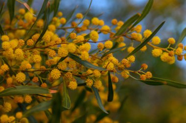 Sarı çiçekler yemyeşil yapraklara karşı sergilenirken, tüylü, yuvarlak taç yapraklarını sergiliyorlar..