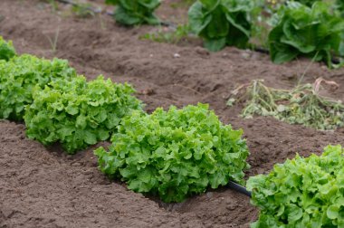 Canlı bir bahçede, sağlıklı marul başları düzenli sıralarda gelişir, zengin topraklarla beslenir ve güneş ışığı alır, bu da büyüme mevsiminin zirvesinin sinyalidir..