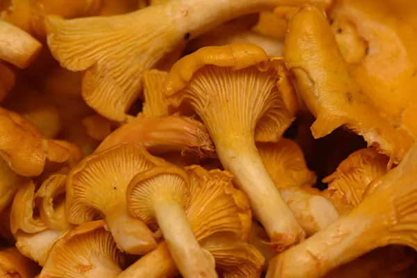 Yakından bakıldığında, yemyeşil bir orman ortamında büyüdükçe eşsiz şekillerini ve dokularını sergileyen altın mantarlardan oluşan çarpıcı bir koleksiyon ortaya çıkıyor..