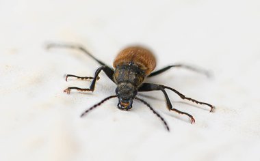 Açık bir arka planda küçük kahverengi bir böceği gözlemlemek, vücudunun hassas dokularını ve desenlerini ortaya çıkarır. Güneş ışığı özelliklerini geliştirir ve doğada ilgi çekici bir an yaratır..