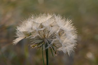 Doğanın çarpıcı sanatsal gösterisi, öğleden sonra güneşin sıcacık parıltısıyla aydınlanan yumuşak bir esintide hafifçe sallanan bir karahindiba esintisi gibi açılır..