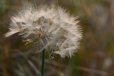Tüylü bir karahindiba tohumu başı, güneşli bir çayırda dimdik durur. Sıcak akşam esintisi onu zarif bir şekilde sallar ve yeşil çimenlerin üzerine yumuşak gölgeler bırakır..