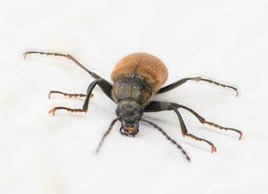 Büyüleyici bir böcek, yüzey boyunca sürünerek zengin bir renk karışımı ve karmaşık vücut şekilleri sergiler. Güneş ışığı ince detaylarını aydınlatır, doğanın tasarımının çarpıcı bir görüntüsünü yaratır..