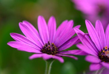 Parlak mor çiçekler narin yapraklarını serer sakin bir bahçe ortamında, gün ortası güneşinin tadını çıkarırlar, güzelliklerini artıran canlı yeşilliklerle çevrili..