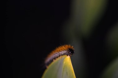 Canlı turuncu ve siyah tüylerle bezenmiş küçük bir tırtıl yeşil bir yaprağın ucunu dikkatle keşfeder..