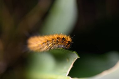 Çarpıcı turuncu ve sarı renklere sahip tüylü bir tırtıl, yumuşak güneş ışığıyla aydınlanan zengin doğal bir çevreyle çevrili yeşil bir yaprağın kenarında yavaşça sürünür..