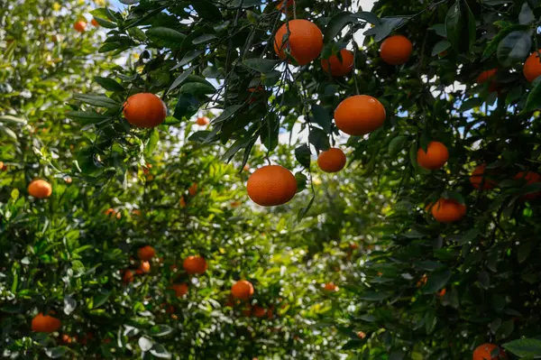 Yeşil dallardan sarkan altın portakallar ılık meltemde hafifçe sallanıyor. Güneş ışığı yaprakların arasından süzülür, huzurlu, pitoresk bir atmosfer yaratır, neşeli bir hasat için mükemmeldir..